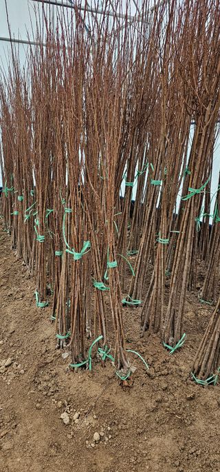 뿌리묘목농원님의 작성글 사진