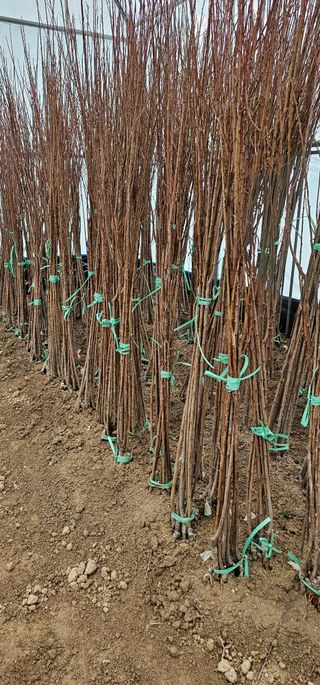 뿌리묘목농원님의 작성글 사진