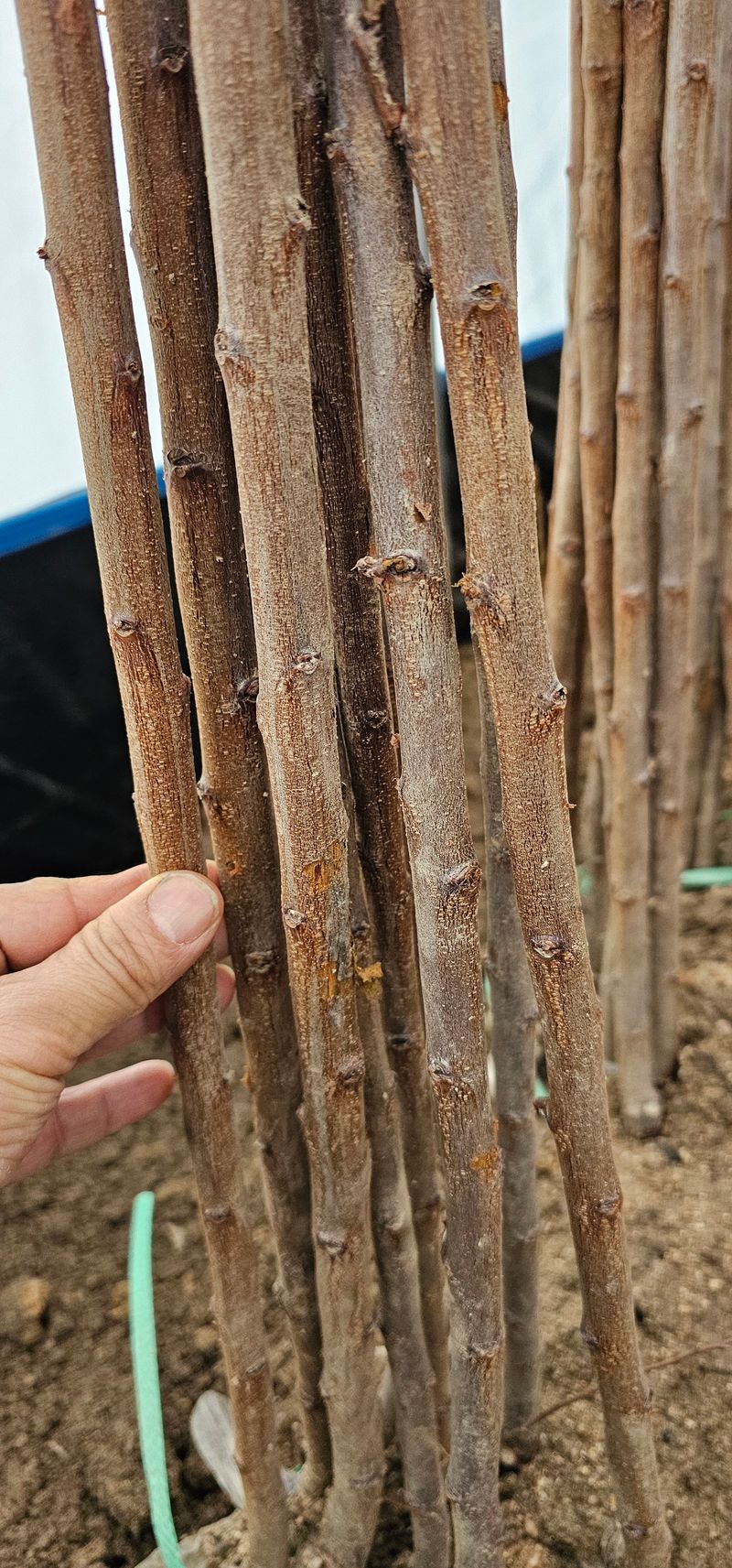 뿌리묘목농원님의 장터 판매 상품 [추희 자두묘목 특묘1년생] 첨부 사진