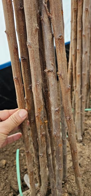 뿌리묘목농원님의 작성글 사진