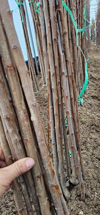 뿌리묘목농원님의 작성글 사진