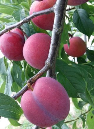 뿌리묘목농원님의 작성글 사진