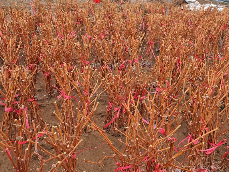 뿌리묘목농원님의 장터 판매 상품 [샤인머스켓 접목1년생  대목 So4.8b] 첨부 사진