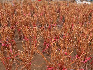 뿌리묘목농원님의 작성글 사진