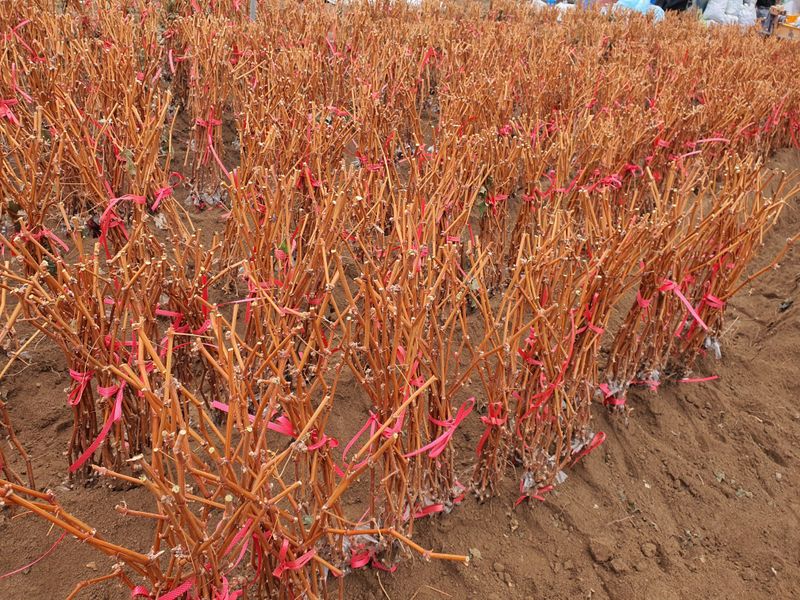 뿌리묘목농원님의 장터 판매 상품 [샤인머스켓 접목1년생  대목 So4.8b] 첨부 사진