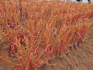 뿌리묘목농원님의 작성글 사진