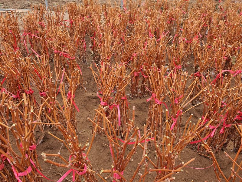 뿌리묘목농원님의 장터 판매 상품 [샤인머스켓 접목1년생  대목 So4.8b] 첨부 사진