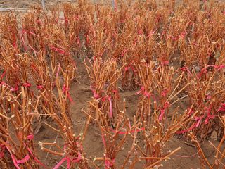 뿌리묘목농원님의 작성글 사진