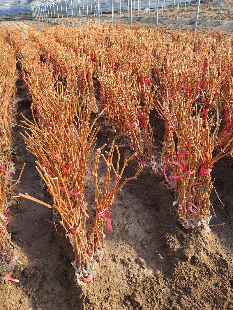 뿌리묘목농원님의 장터 판매 상품 [샤인머스켓 접목1년생  대목 So4.8b] 첨부 사진
