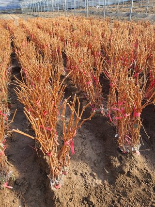 뿌리묘목농원님의 작성글 사진