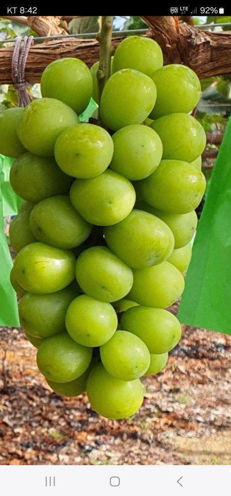 장터 상품 [샤인머스켓 접목1년생  대목 So4.8b] 썸네일