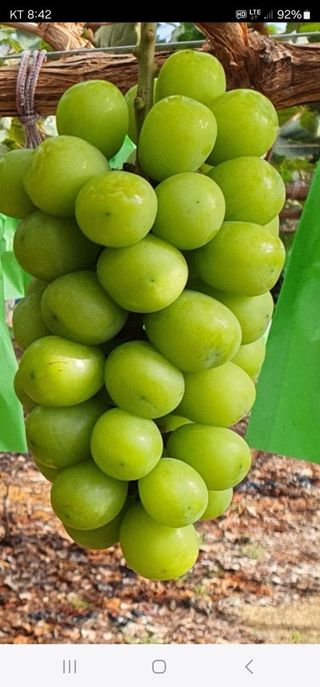 뿌리묘목농원님의 작성글 사진