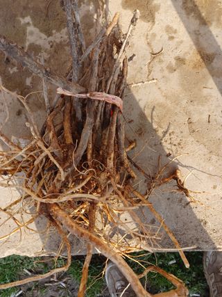 무료지식나눔 팜닥터님의 두릅 · 삽목•정식 작성글 사진