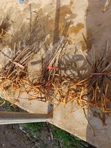 무료 상담사 팜닥터님의 두릅·삽목•정식 작성글 사진