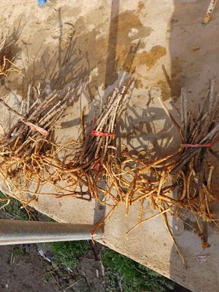 무료지식나눔 팜닥터님의 두릅 · 삽목•정식 작성글 사진