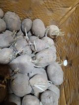 팜모닝 감자·자유게시판 게시글 이미지