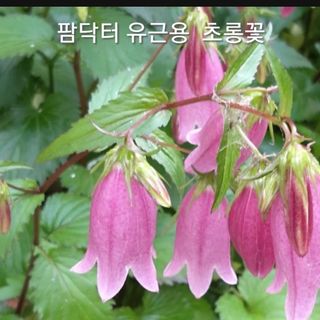 무료지식나눔 팜닥터님의 작성글 사진