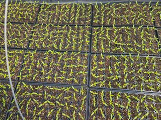 전봉우(채미농원)님의 고추 · 일상 작성글 사진