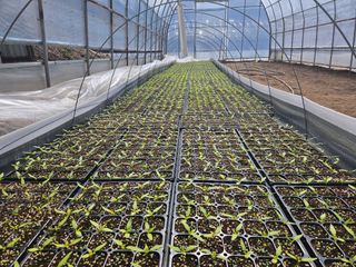 전봉우(채미농원)님의 고추 · 일상 작성글 사진