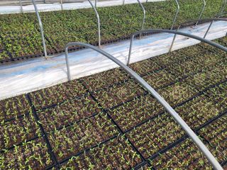 김영진(전남영광)님의 고추 · 품종•종자 작성글 사진