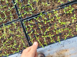 김영진(전남영광)님의 고추 · 품종•종자 작성글 사진