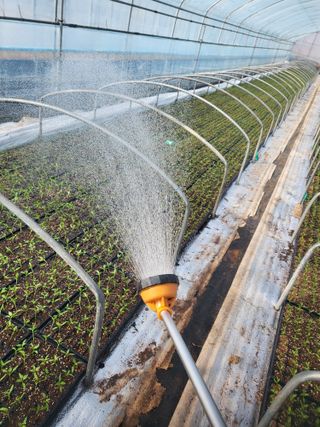 김영진(전남영광)님의 고추 · 품종•종자 작성글 사진