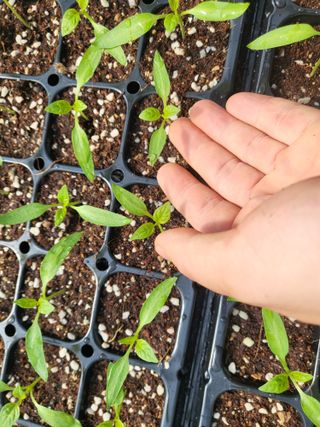 김영진(전남영광)님의 고추 · 품종•종자 작성글 사진