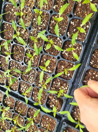 김영진(전남영광)님의 고추 · 품종•종자 작성글 사진