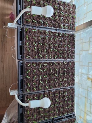 이상숙님의 고추 · 품종•종자 작성글 사진