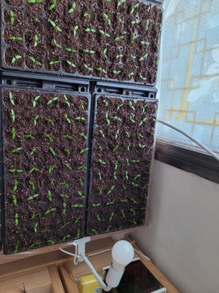 이상숙님의 고추 · 품종•종자 작성글 사진