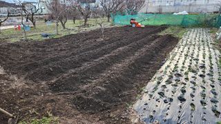 통영바닷가님의 감자 · 영농일지 작성글 사진