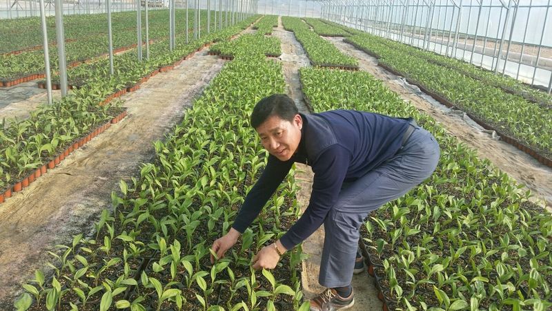 장터 상품 [산마늘 종근 5년생이상100개] 썸네일