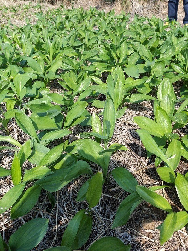 윤성근님의 장터 판매 상품 [산마늘 종근 5년생이상100개] 첨부 사진
