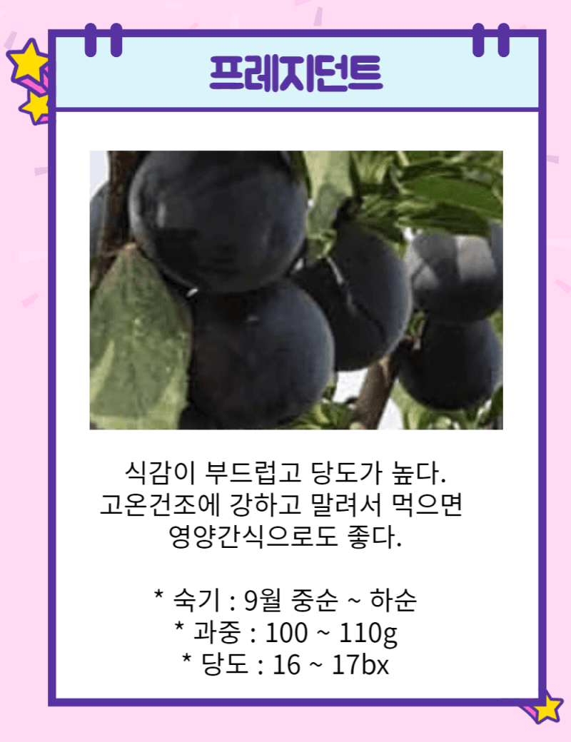 일심묘목농원님의 장터 판매 상품 [서양자두 프레지던트(프룬) 접목1년생 묘목] 첨부 사진