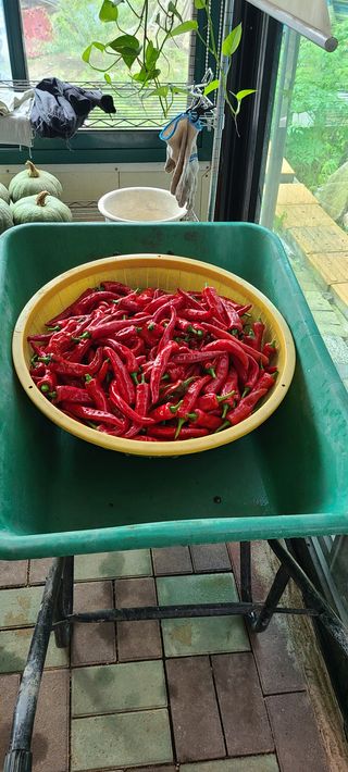 김원태 님의 팜모닝 · 출석 작성글 사진