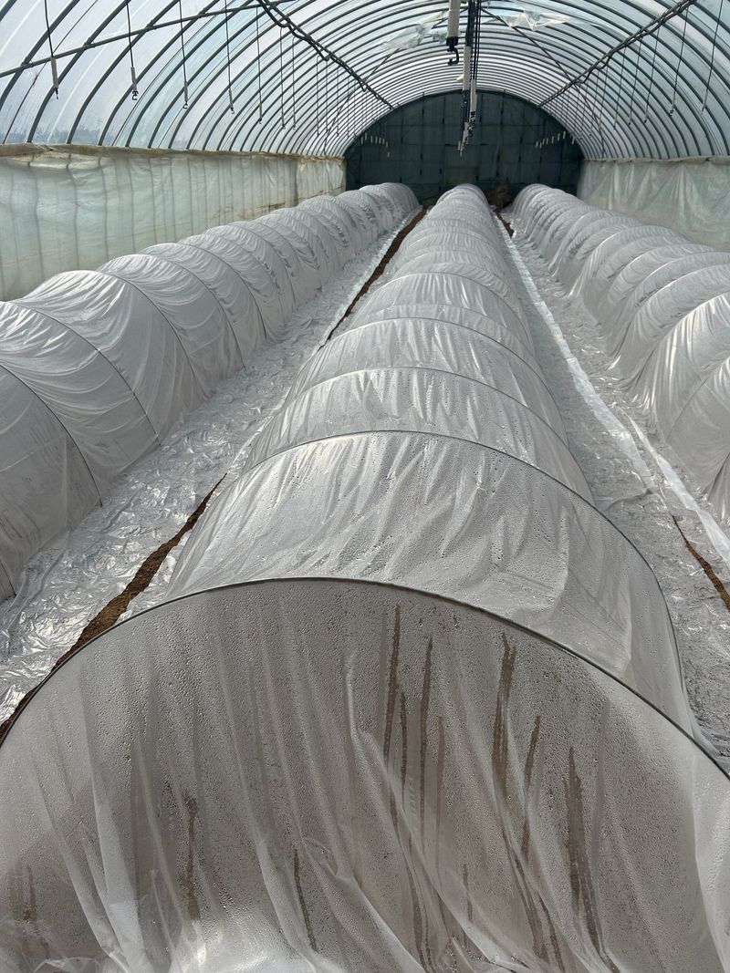 이영민님의 장터 판매 상품 [무안 황토 꿀 고구마 못난이 10kg 혼합] 첨부 사진