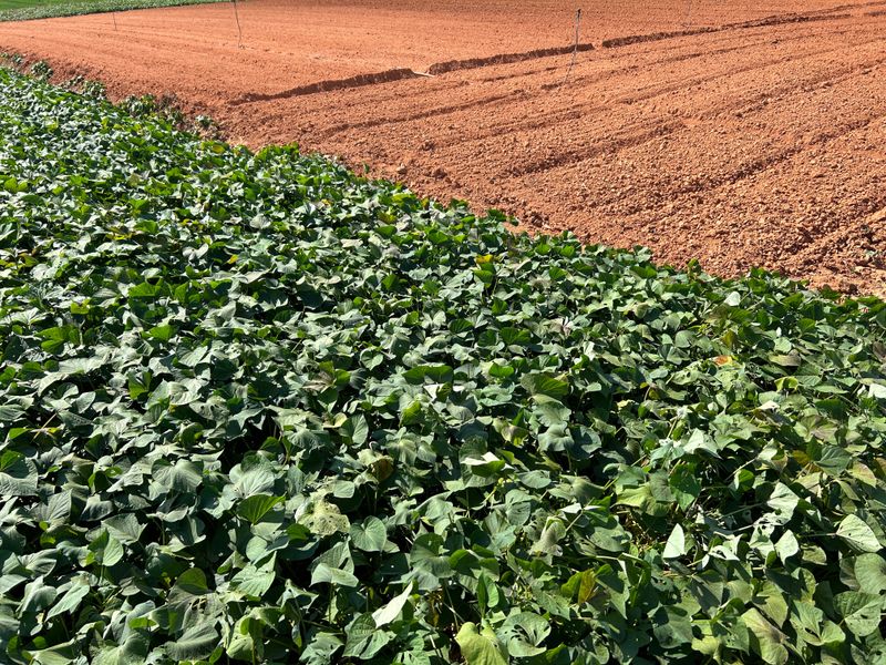 이영민님의 장터 판매 상품 [무안 황토 꿀 고구마 못난이 10kg 혼합] 첨부 사진