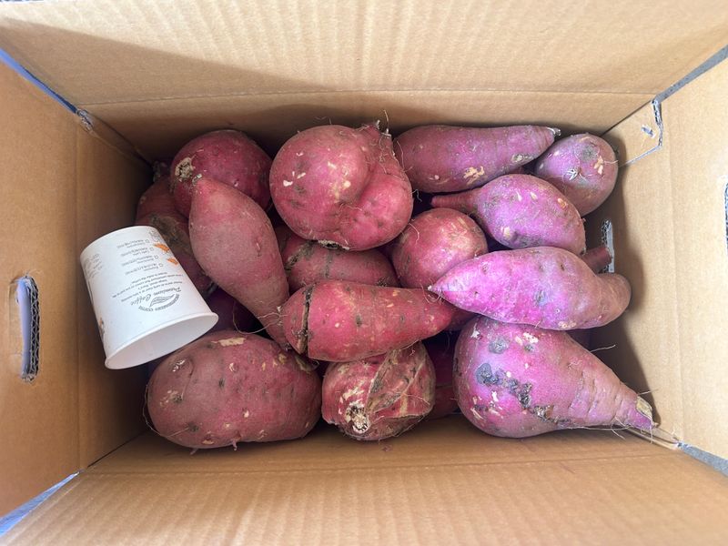 이영민님의 장터 판매 상품 [무안 황토 꿀 고구마 못난이 10kg 혼합] 첨부 사진