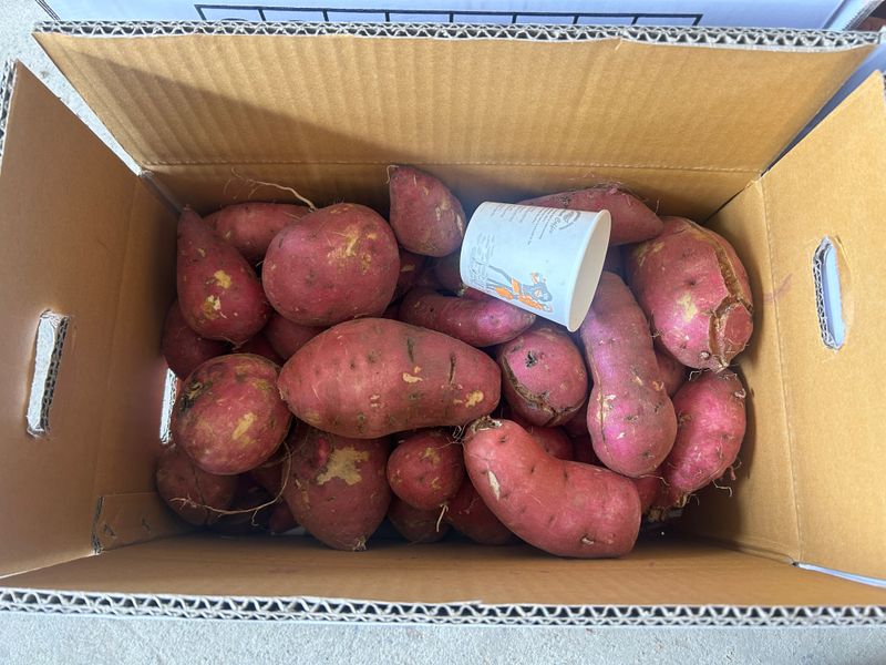 이영민님의 장터 판매 상품 [무안 황토 꿀 고구마 못난이 10kg 혼합] 첨부 사진