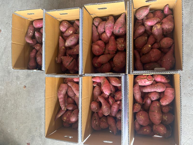 이영민님의 장터 판매 상품 [무안 황토 꿀 고구마 못난이 10kg 혼합] 첨부 사진