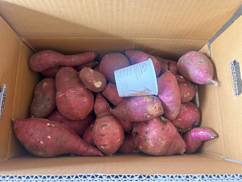 이영민님의 장터 판매 상품 [무안 황토 꿀 고구마 못난이 10kg 혼합] 첨부 사진