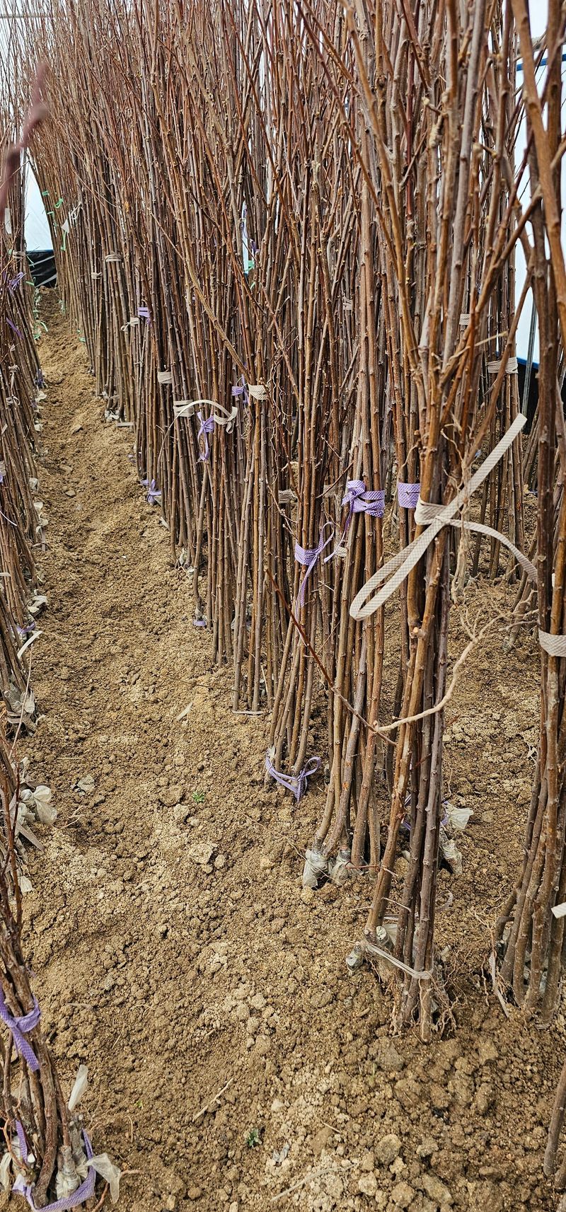 뿌리묘목농원님의 장터 판매 상품 [왕자두 접목 1년생 특묘] 첨부 사진