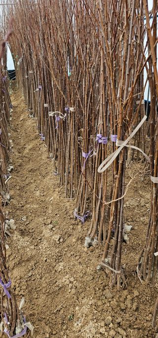 뿌리묘목농원님의 작성글 사진