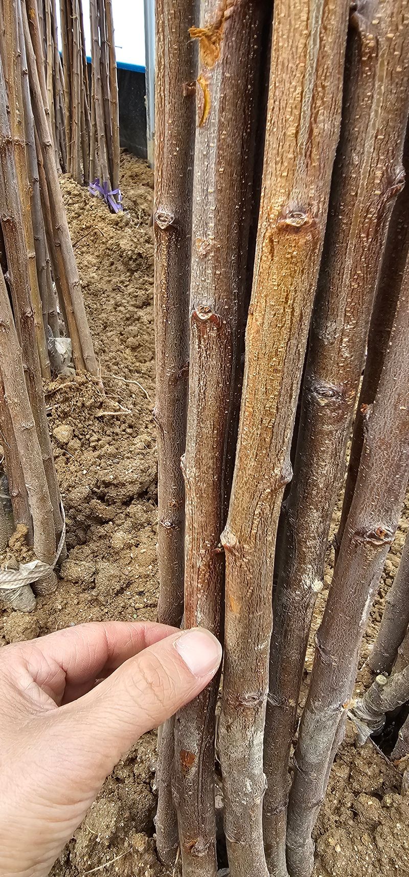 뿌리묘목농원님의 장터 판매 상품 [왕자두 접목 1년생 특묘] 첨부 사진