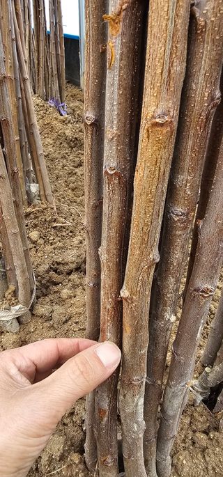 뿌리묘목농원님의 작성글 사진