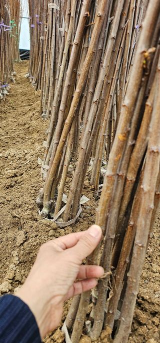 뿌리묘목농원님의 작성글 사진