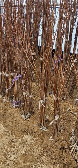 뿌리묘목농원님의 작성글 사진