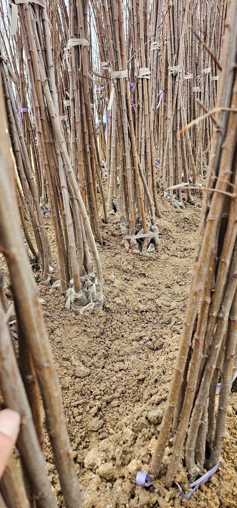 뿌리묘목농원님의 장터 판매 상품 [왕자두 접목 1년생 특묘] 첨부 사진