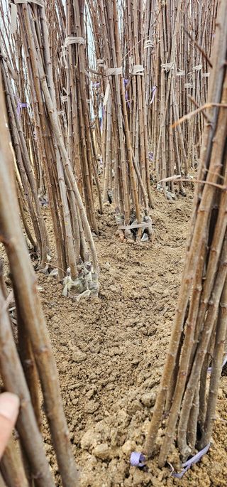 뿌리묘목농원님의 작성글 사진