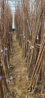 팜모닝 · 게시글 이미지